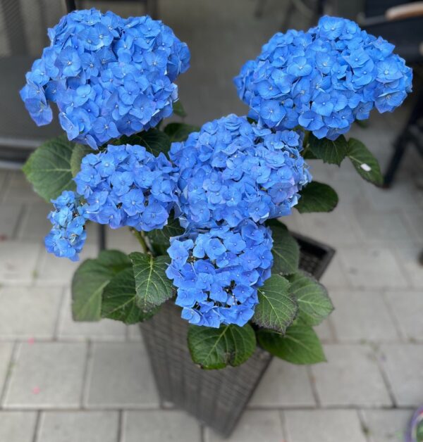 Хортензия - дъх на небе 💙